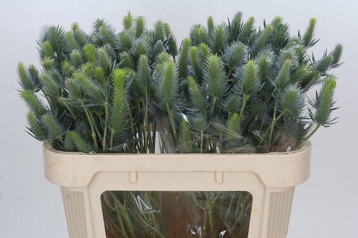 <h4>Eryngium Electric Dynamite</h4>