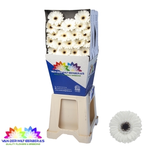 Germini Lido Diamond