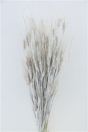 <h4>DRY TRITICALE FROST WHITE</h4>