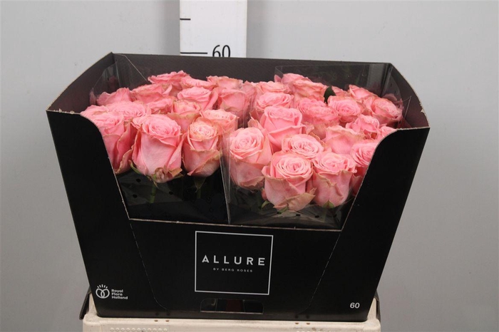 <h4>R Gr Sophia Loren</h4>