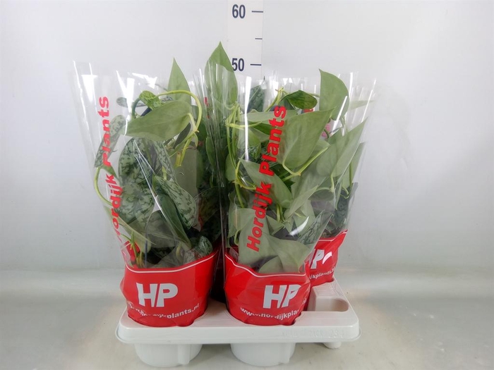 <h4>Scindapsus   ...</h4>