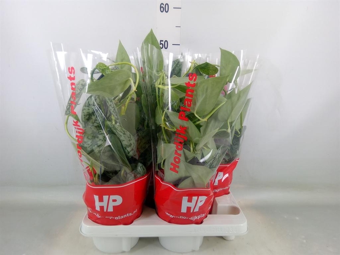 <h4>Scindapsus   ...</h4>