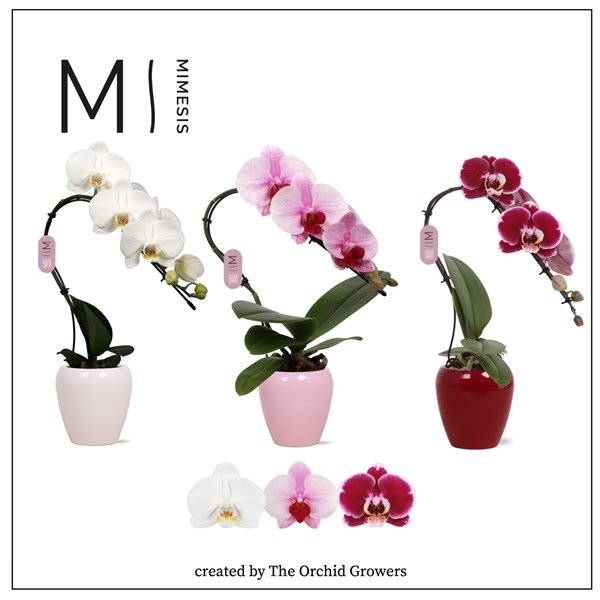 <h4>Mimesis Phal. Swan Mix - 1 spike 7cm in Martine Mix Ceramic</h4>