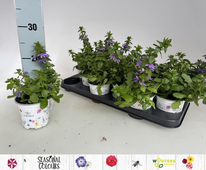 <h4>SCAEV WHIRLW BLUE</h4>