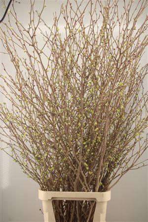 <h4>Corylops Spicata</h4>