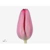 TU EN SWEET ROSY