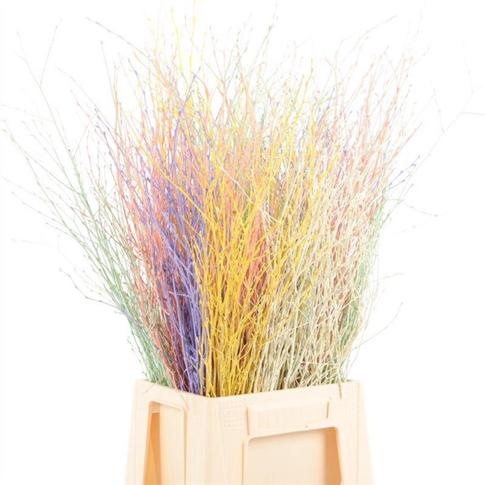 <h4>Berk Geverfd</h4>