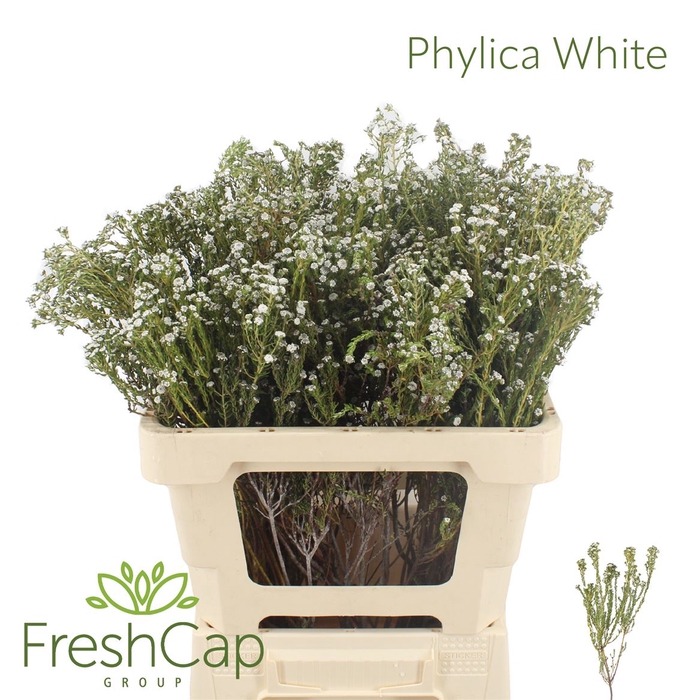 <h4>Phylica White</h4>