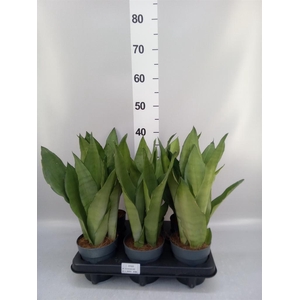 Sansevieria trifa. 'Moonshine'