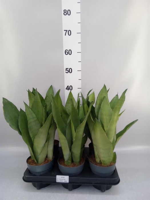 <h4>Sansevieria trifa. 'Moonshine'</h4>