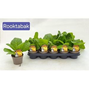 NICOTIANA OV