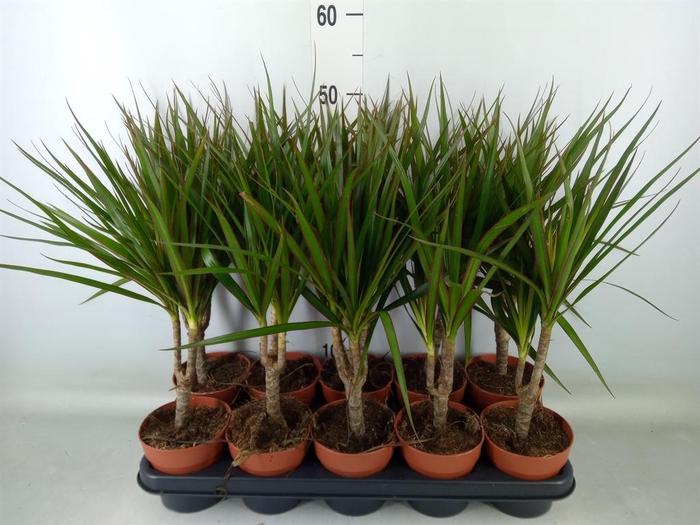 <h4>Dracaena marg.</h4>