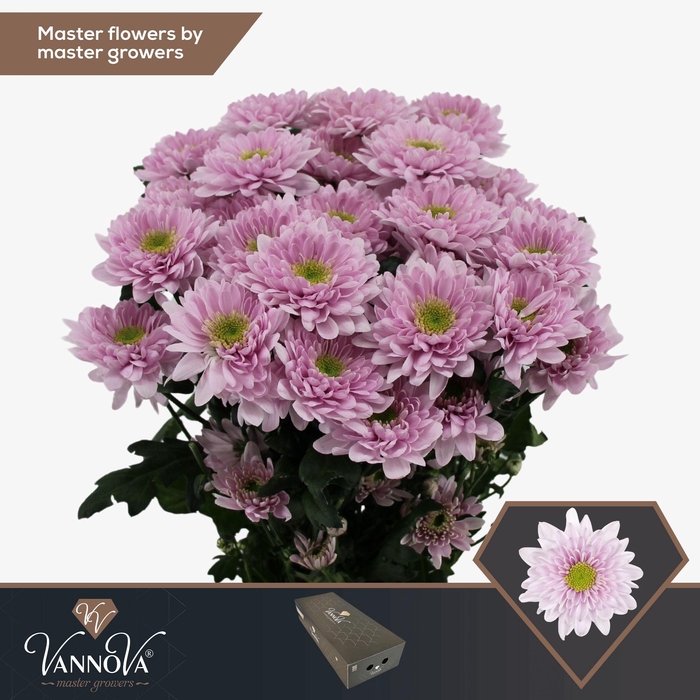 <h4>Chr T Commander Pink</h4>