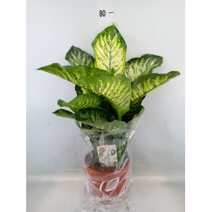 Dieffenbachia seg. 'Maroba'