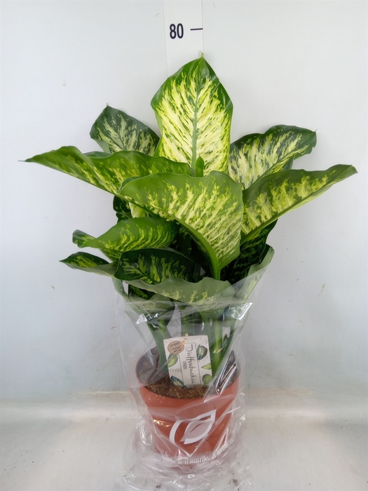 <h4>Dieffenbachia seg. 'Maroba'</h4>