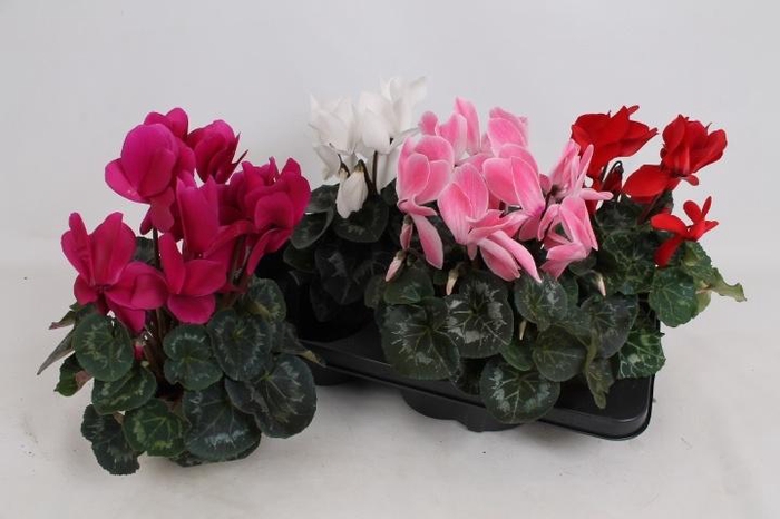 <h4>CYCL GR SUP VINTRO</h4>