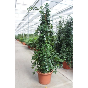Ficus Overig natalensis Trinova