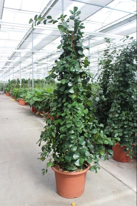<h4>Ficus Overig natalensis Trinova</h4>