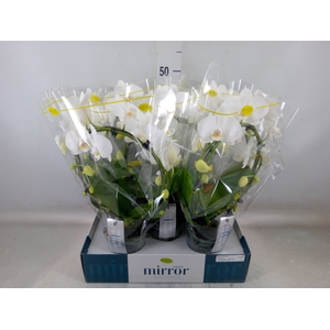 Phalaenopsis   ...white
