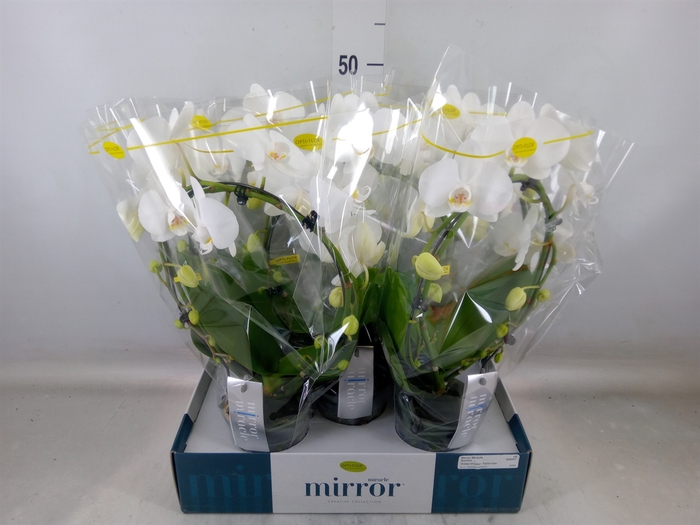 <h4>Phalaenopsis   ...white</h4>