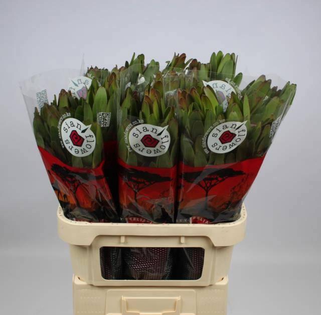 <h4>LEUCAD SAF GOLDSTRIK</h4>