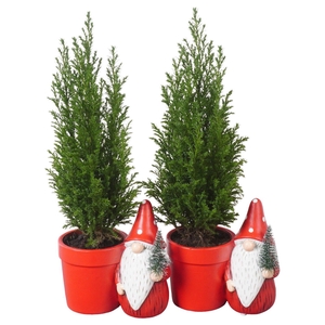 PTK25161 Ellwoodii in keramiek pot