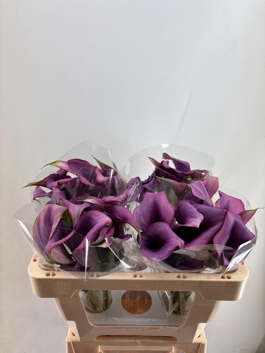 <h4>ZANT DURBAN DOUBLE</h4>