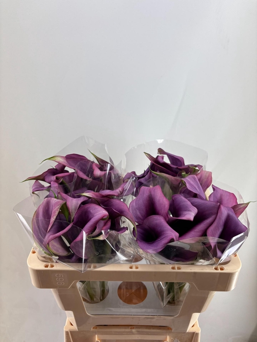 <h4>ZANT DURBAN DOUBLE</h4>