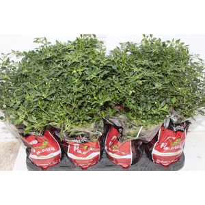 PIMENTA MALAGUETINHA P14