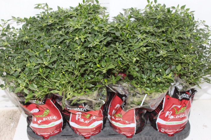 <h4>PIMENTA MALAGUETINHA P14</h4>
