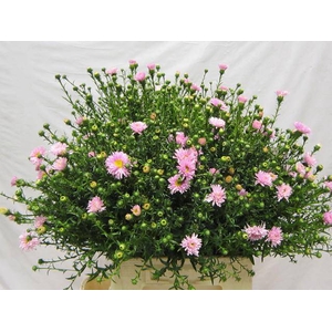 Ast Ov  Rosa