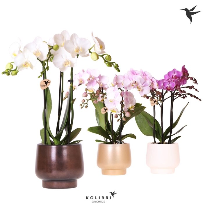 <h4>Kolibri Orchids Phalaenopsis mix 3 spike in Scandic pot mix</h4>