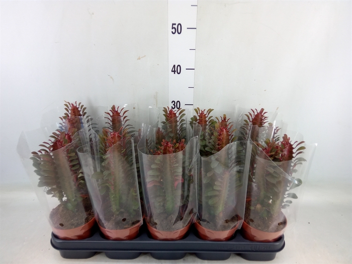 <h4>Euphorbia trigona 'Rubra'</h4>