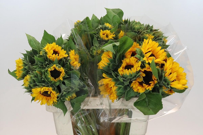 <h4>Helianthus Orange Fire</h4>