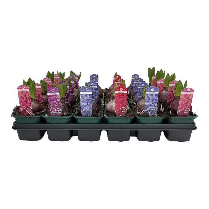 <h4>Hyacinthus orie.   ...mix</h4>