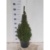 Picea Gl Conica