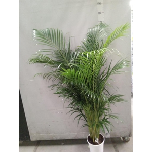 Dypsis lutescens   ...Chrysalidoca