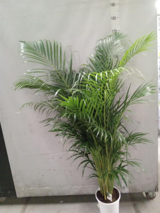 <h4>Dypsis lutescens   ...Chrysalidoca</h4>