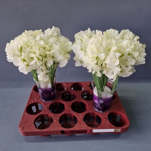 Lathyrus Cream Magic