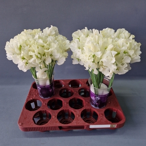 Lathyrus Cream Magic