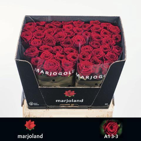 <h4>ROSA GR 'RED NAOMI'</h4>