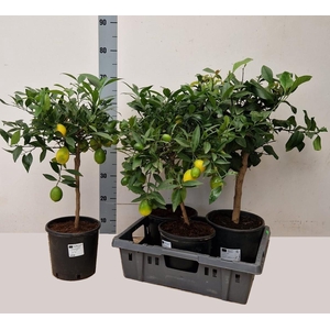 CITR MICROCARPA