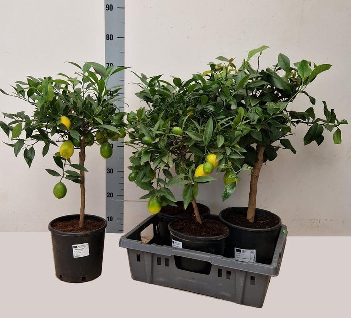 <h4>CITR MICROCARPA</h4>