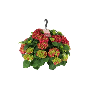 Hydrangea macr. 27cm Rood Hangplant 20+ Bloem