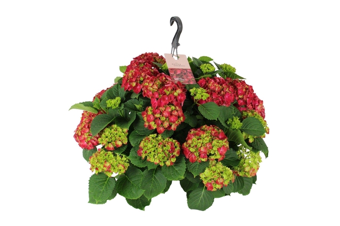 <h4>Hydrangea macr. 27cm Rood Hangplant 20+ Bloem</h4>