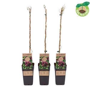 Aristolochia macrophyll