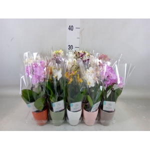 Phalaenopsis   ...mini
