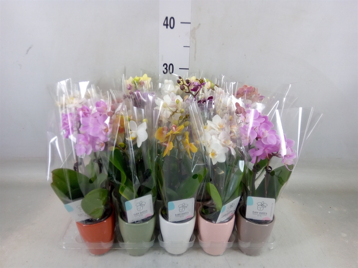<h4>Phalaenopsis   ...mini</h4>