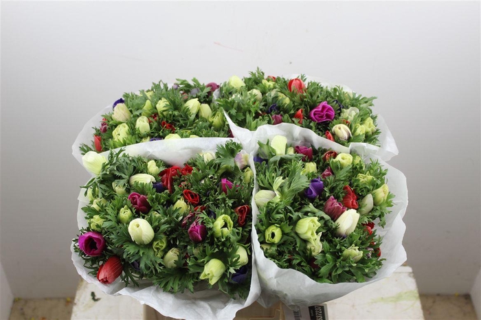 <h4>Anem Marianne Mixed</h4>