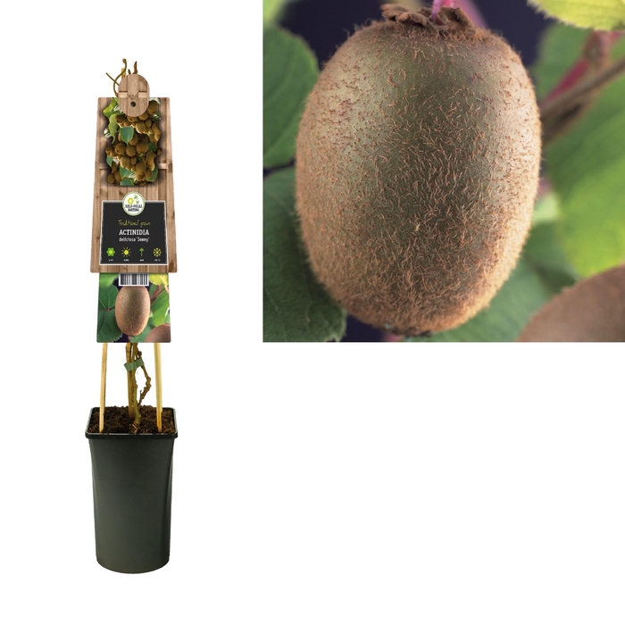 <h4>Actinidia deliciosa 'Jenny' 3.0 label</h4>